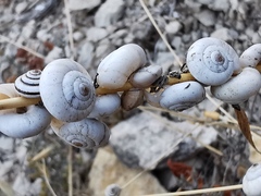 Xeropicta derbentina