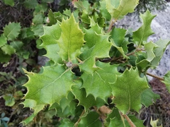 Quercus coccifera