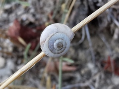 Xeropicta derbentina