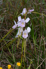 Diuris fragrantissima