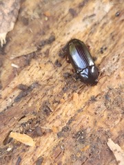 Uloma tenebrionoides