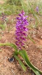Lachenalia splendida