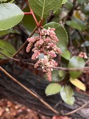 Rhus integrifolia × ovata