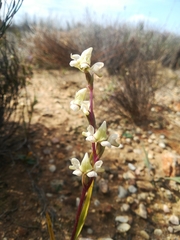 Disperis circumflexa aemula