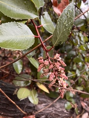 Rhus integrifolia × ovata