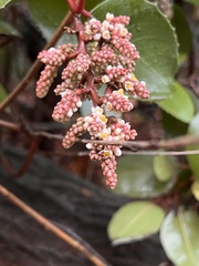 Rhus integrifolia × ovata