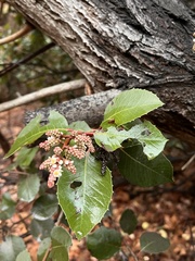 Rhus integrifolia × ovata