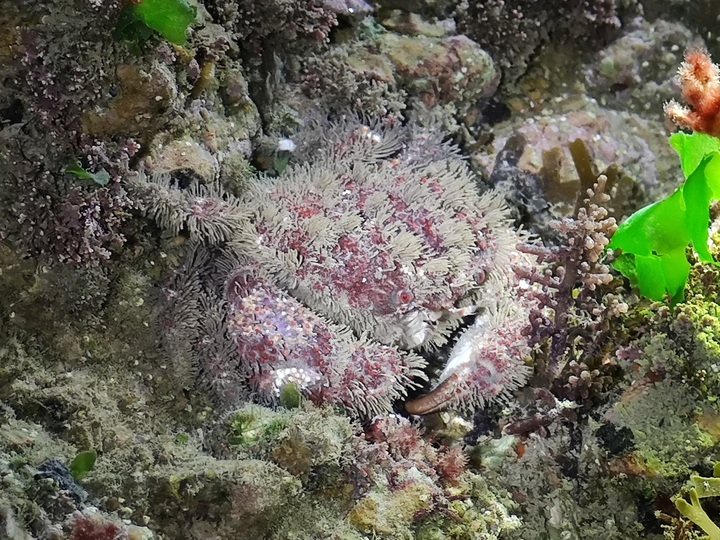 Gaillardiellus orientalis