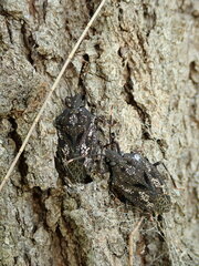 Aglaophon variegatus