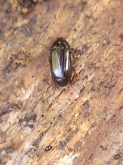 Uloma tenebrionoides