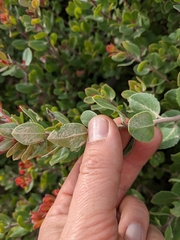 Arctostaphylos sensitiva