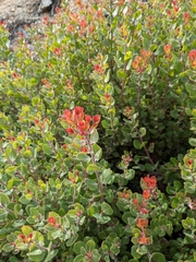 Arctostaphylos sensitiva