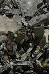 Delosperma litorale