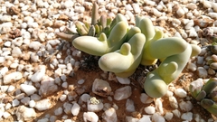 Mesembryanthemum digitatum