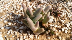 Mesembryanthemum digitatum