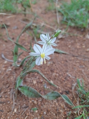 Chlorophytum cooperi