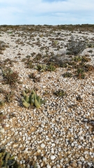 Mesembryanthemum digitatum