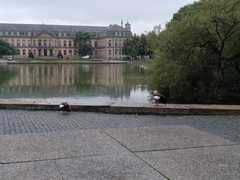 Alopochen aegyptiaca