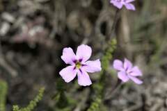 Jamesbrittenia calciphila