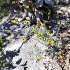 Thymophylla setifolia