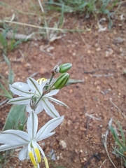 Chlorophytum cooperi