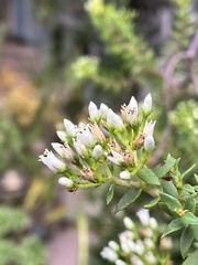 Crassula sarcocaulis