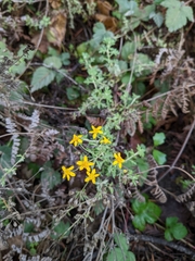 Eriophyllum
