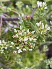Crassula sarcocaulis
