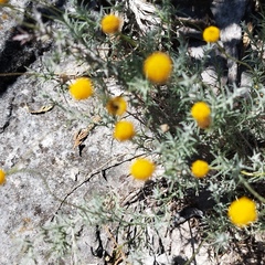 Thymophylla setifolia