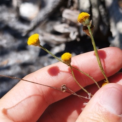 Thymophylla setifolia