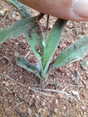 Chlorophytum cooperi