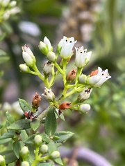 Crassula sarcocaulis