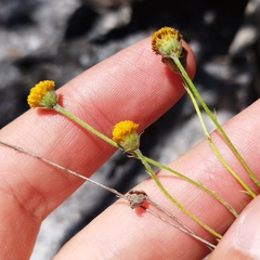 Thymophylla setifolia