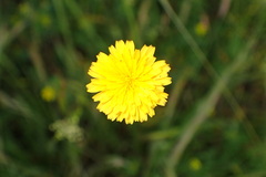 Hypochaeris glabra