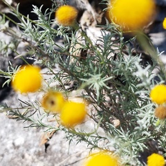 Thymophylla setifolia