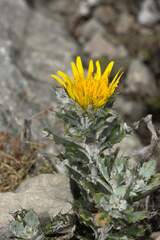 Berkheya coriacea