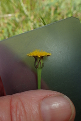 Hypochaeris glabra