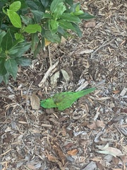 Trichoglossus chlorolepidotus