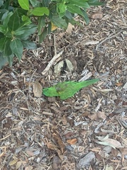 Trichoglossus chlorolepidotus