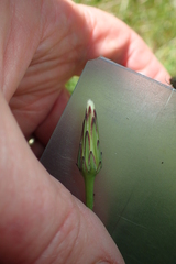 Hypochaeris glabra