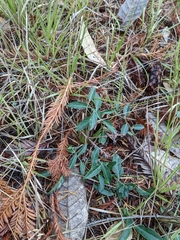 Rhinotropis californica