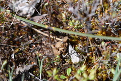 Clavulina vinaceocervina