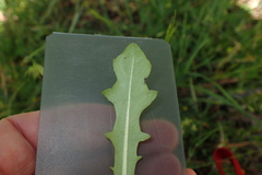 Hypochaeris glabra