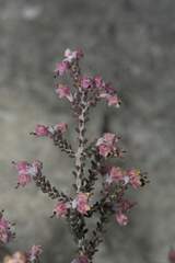 Erica uysii
