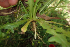 Hypochaeris glabra
