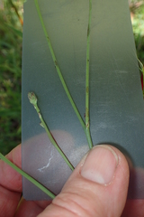 Hypochaeris glabra