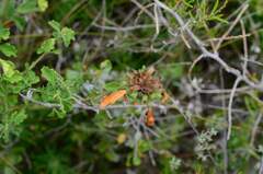 Leonotis ocymifolia