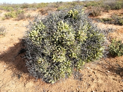 Tylecodon reticulatus