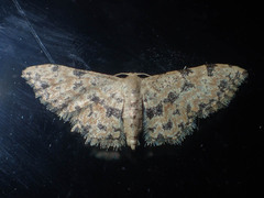 Idaea phaeocrossa