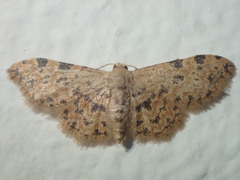 Idaea phaeocrossa
